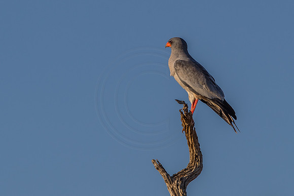Southern Pale Chanting Goshawk