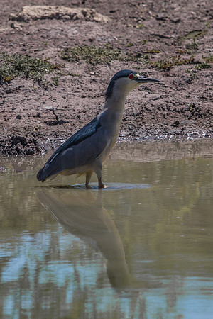 Black-crowned Night heron