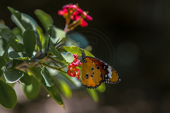 Gathering nectar