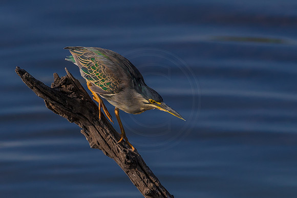 Green-backed.. hunter