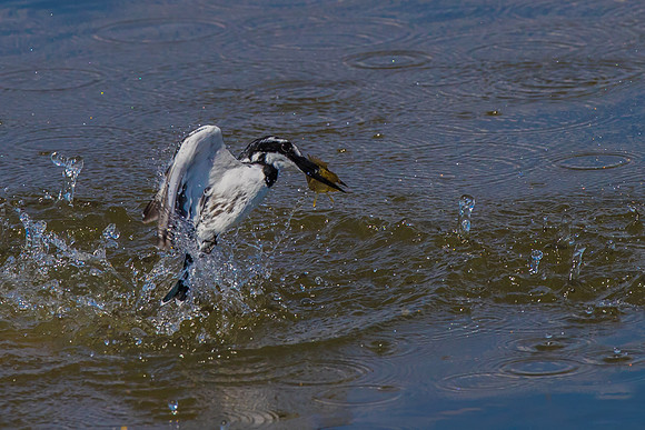 Splash