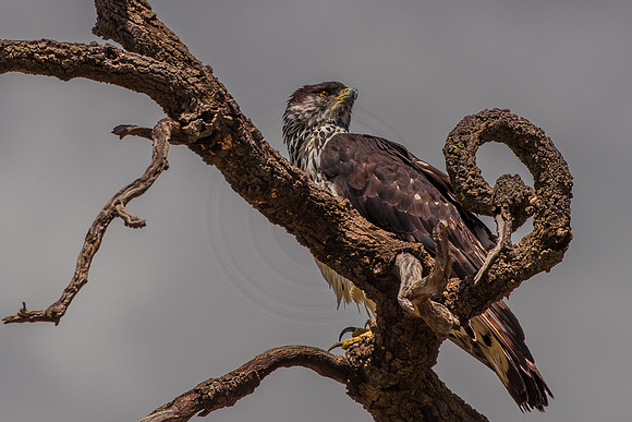 Eagle
