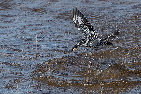 Pied kingfisher - fast and effective