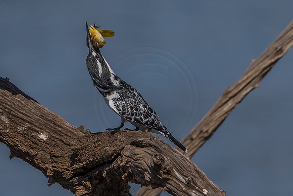 Pied kingfisher - you gotta feel for the fish!