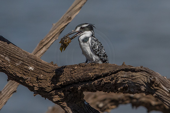 Pied Kingfisher - nearly done