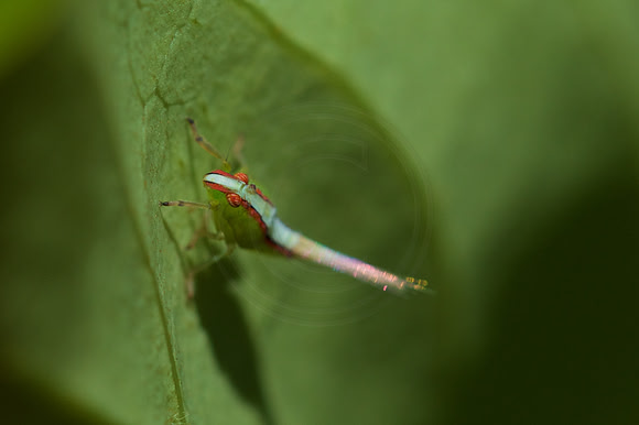 Colourful bug