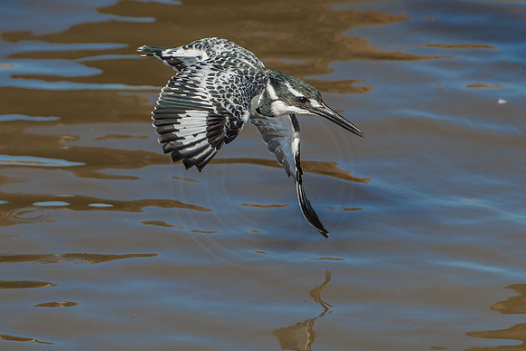 Kingfisher