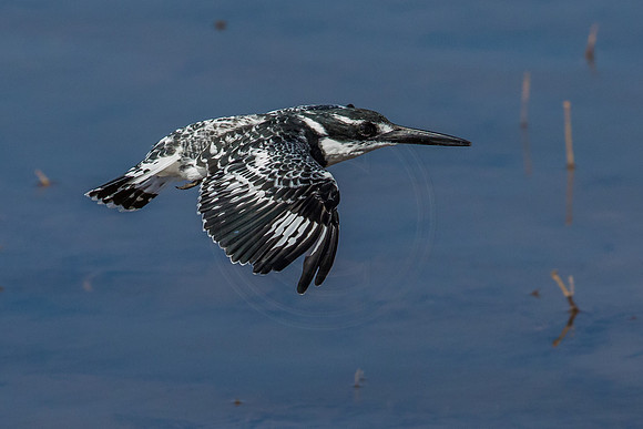 Kingfisher