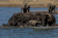 Herd in action
