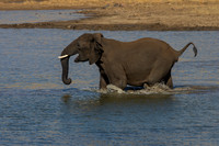Herd in action