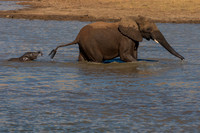 Herd in action