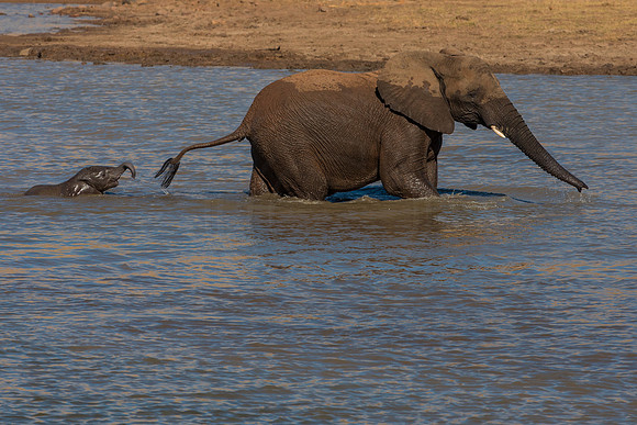 Herd in action