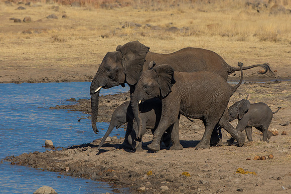 Herd in action