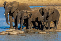 Herd in action