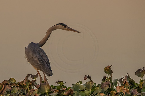 Heron at the dam