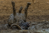 Cape buffalo - mud bath