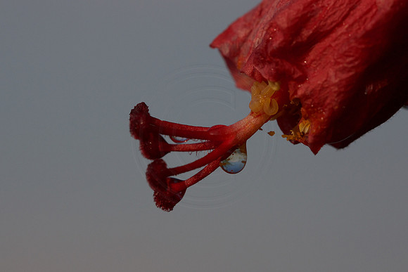 After the rain