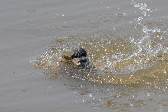 Succesful catch