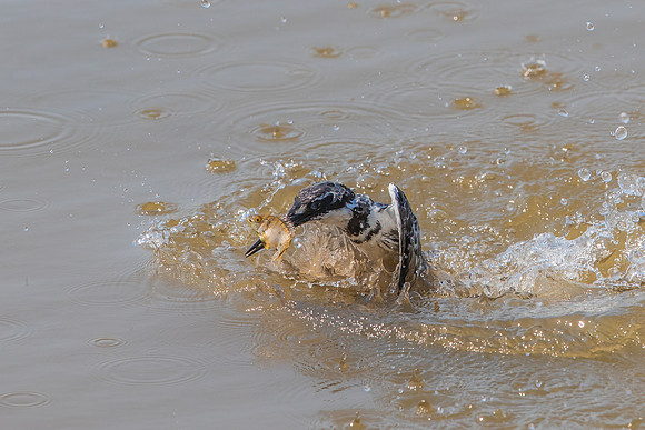 Succesful catch