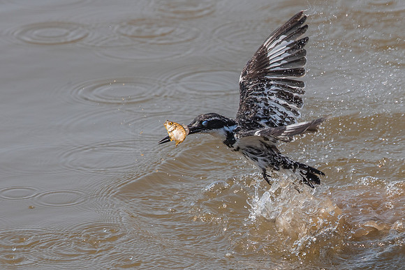 Succesful catch