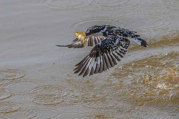 Succesful catch