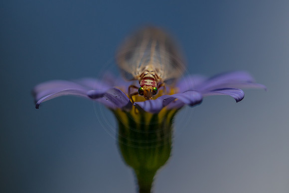 Lacewing - in the garden