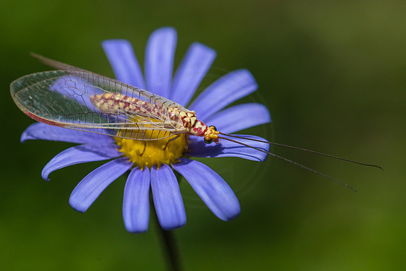 Lacewing - in the garden