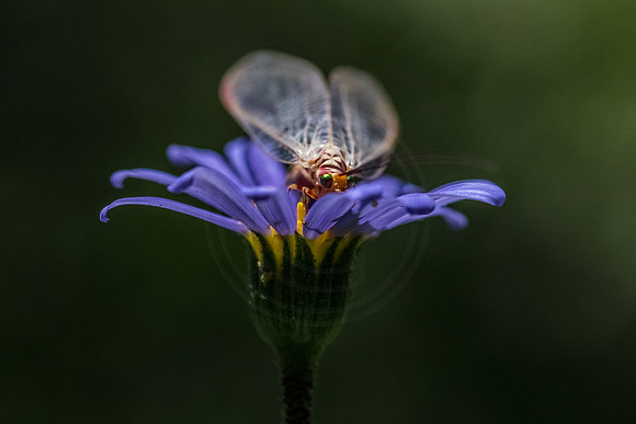 Lacewing - in the garden
