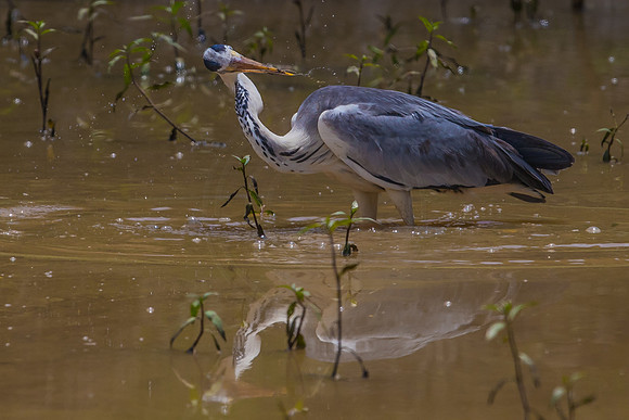 Grey Heron