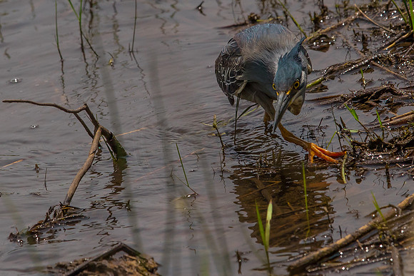 Green-Backed Heron fishing