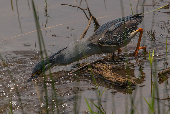 Green-Backed Heron fishing