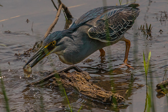 Green-Backed Heron fishing