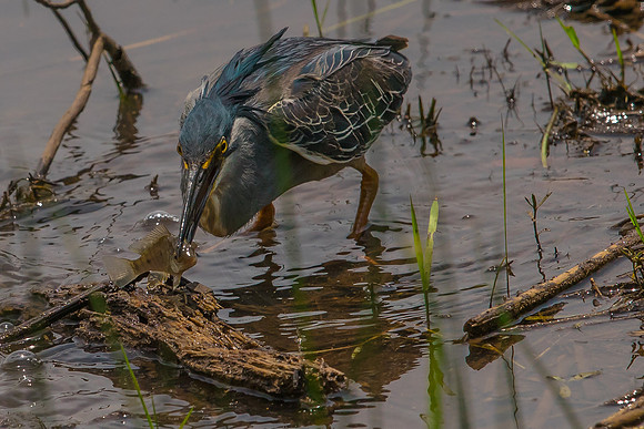 Green-Backed Heron fishing
