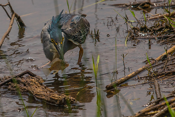 Green-Backed Heron fishing