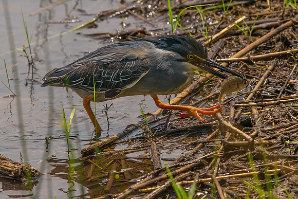 Green-Backed Heron fishing