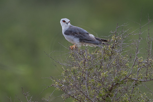 Kite