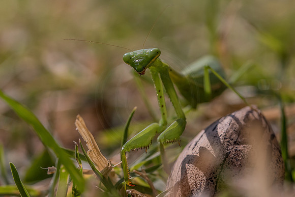 Green mantid