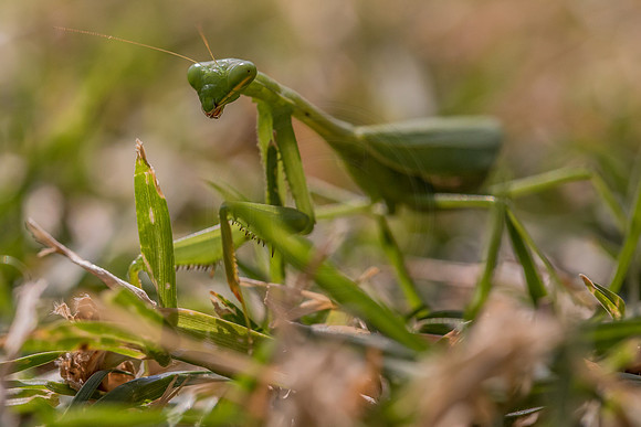 Green mantid