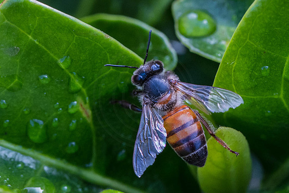 Worker Bee