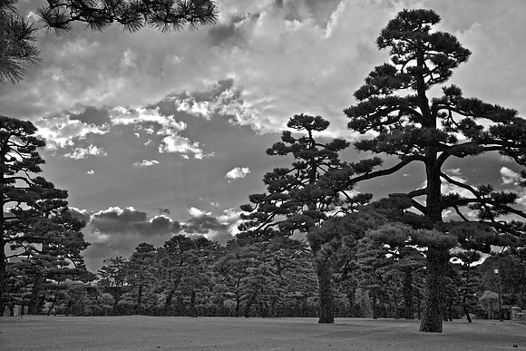 White.. and black park