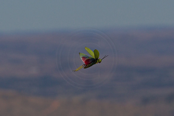 Is it a bird....