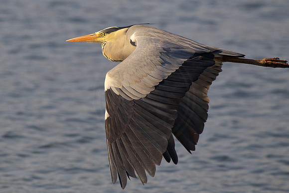 Heron
