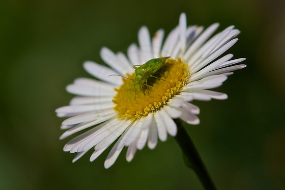 Green vegetable bug