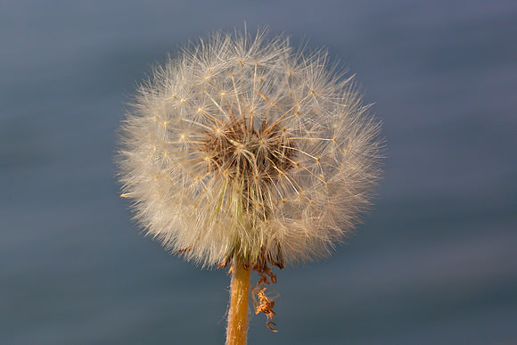 Before the breeze
