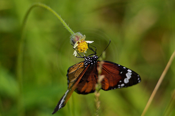 Monarch