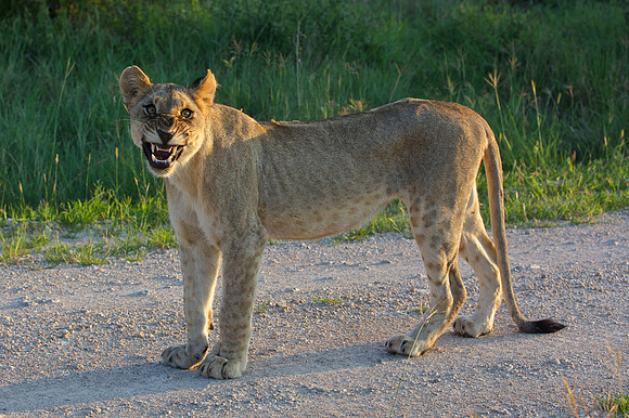 Ferocious side