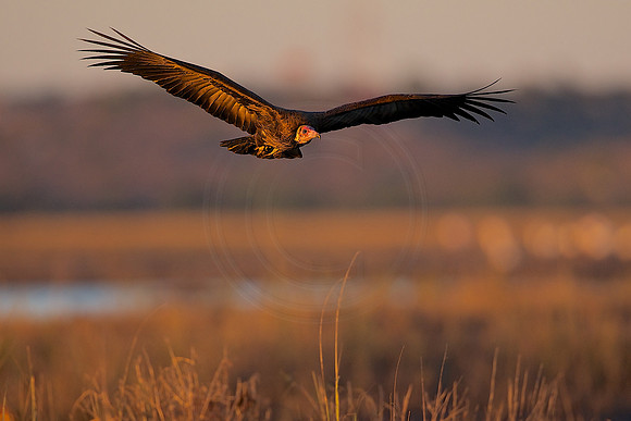 Hooded vulture