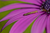 Creepy crawly