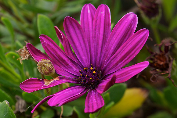 Purple burst