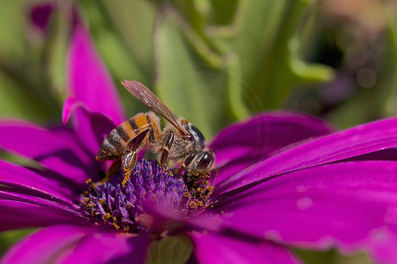 Bzzzz